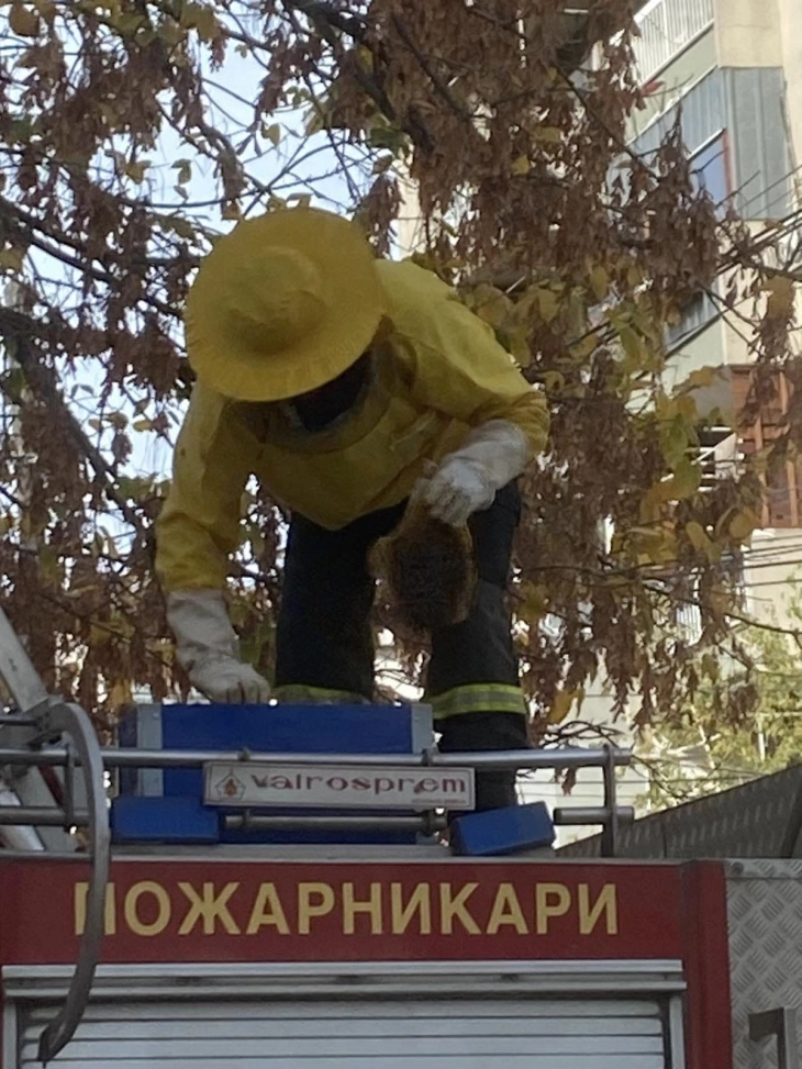 Струмичките пожарникари отстранија гнездо пчели од дрво пред детска градинка