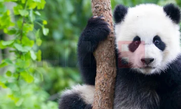Кина ѝ се враќа на „меката сила“ на дипломатијата - пандите