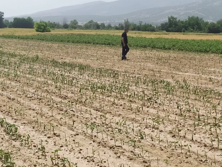 Fermerët po shohin përfitimet e konsolidimit, parcelat e fragmentuara janë ende një sfidë e madhe