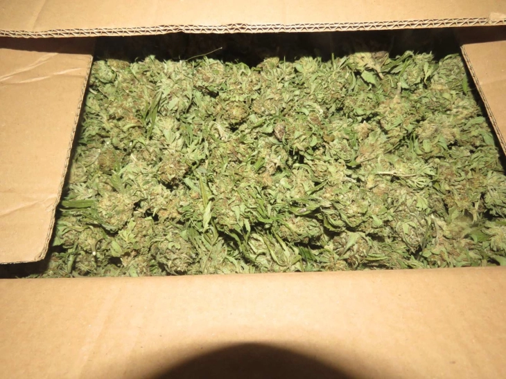 Од фабрика за марихуана за медицински цели украдени над 550 килограми марихуана