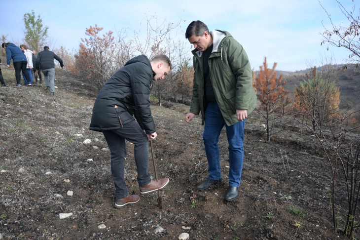 Засадени 11.000 садници на Ајватовски рид, делот кој беше опфатен со големите пожари летово