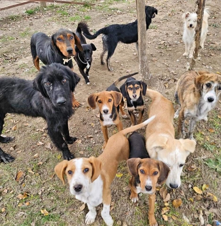 Во Кавадарци проект за бесплатни стерилизација на женски кучиња кои имаат сопственици