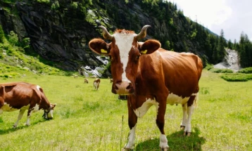 French law upholds cows' right to moo in countryside