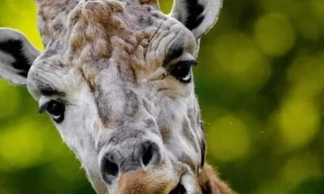 Жирафата Флопи угинала како последица на малиген тумор на црниот дроб и метастази во белите дробови