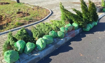 Се садат нови садници кај новиот Градски пазар во Делчево