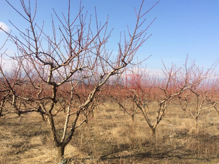 Николов: Владата обезбеди пари за обесштетување на овоштари од Росоман за претрпени штети од мраз 