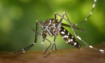 Тигрестите комарци кои можат да пренесат опасни вируси се шират низ Европа