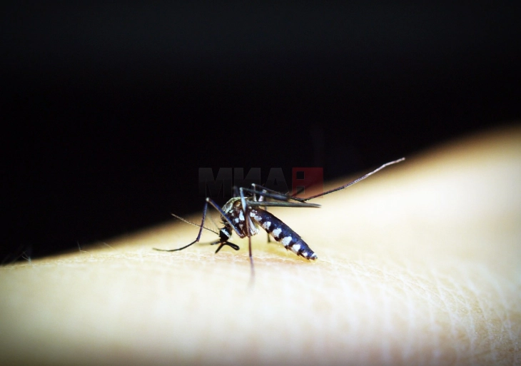 СЗО известува за десеткратно зголемување на регистрираните случаи на денга треска за 20 години
