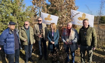 Традиционално сечење бадникови гранчиња, на Бадник ќе им се делат бесплатно на граѓаните пред Соборниот храм