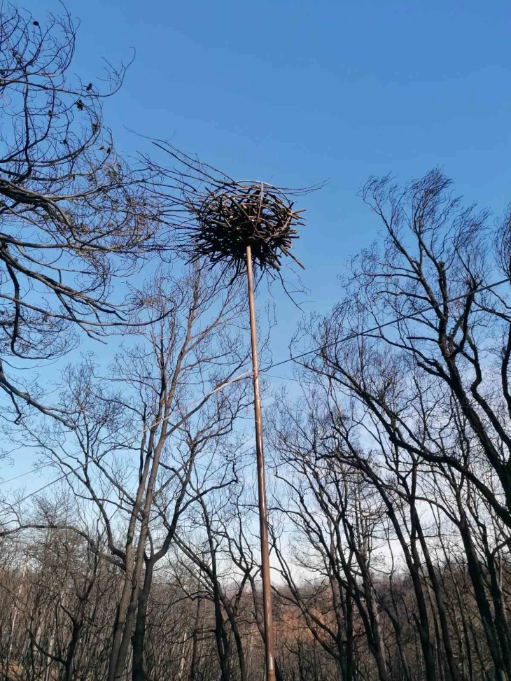 Поставени вештачки гнезда за црниот мршојадец во Националниот парк во грчката област Еврос, зафатен од пожарите