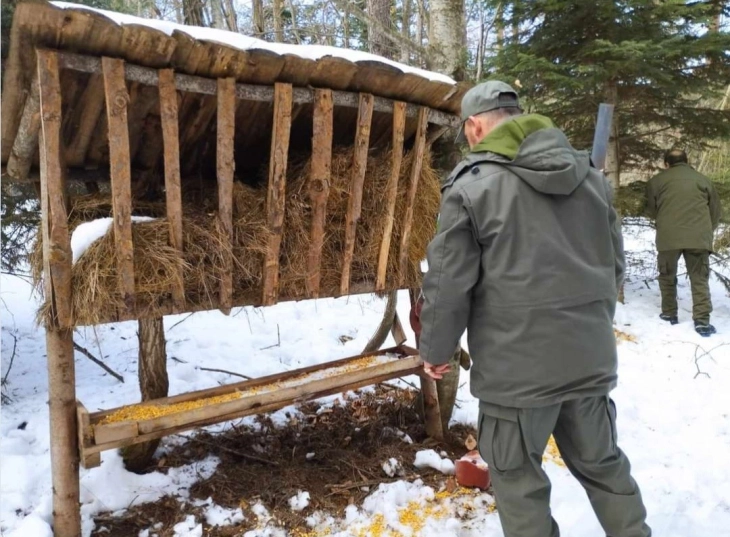 Ренџери вршат прихрана на дивечот во националниот парк „Пелистер“