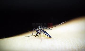 Топлата и врнежлива сезона го забрза ширењето на вирусот денга во Бразил