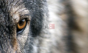 Истражување: Волците од Чернобил се поотпорни кон рак