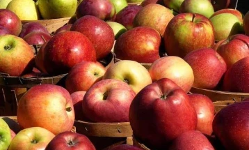 Исплатени 203,3 милиони денари дополнителна поддршка на 1 955 земјоделски стопанства за предадени јаболка