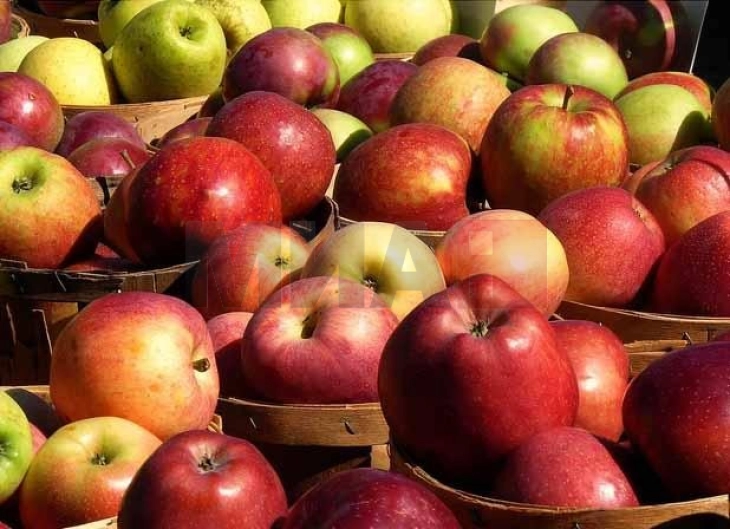 Janë paguar 203,3 milionë denarë mbështetje shtesë për 1955 ekonomi bujqësore për mollë të shitura