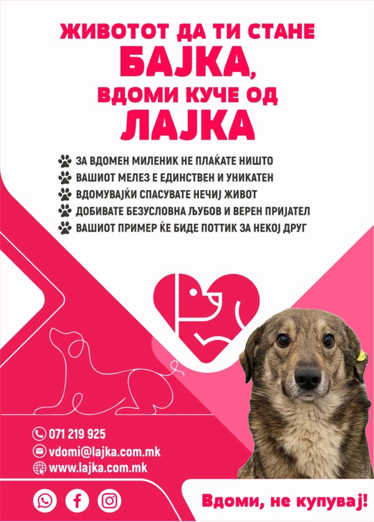 Отворен ден во ЈП Лајка, повик до граѓаните да вдомат куче