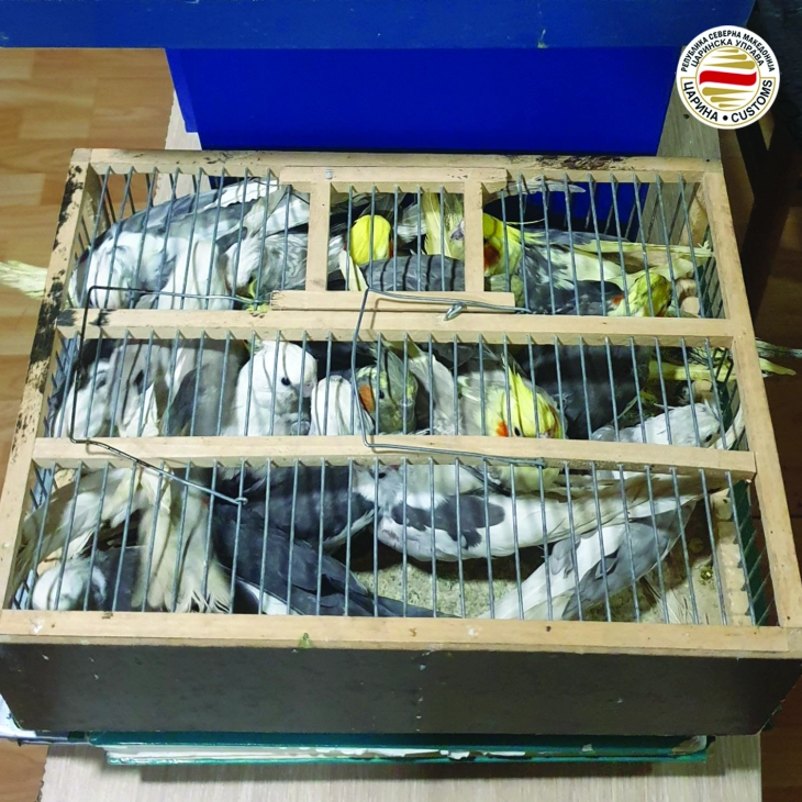 Customs officers seize illegal parrots