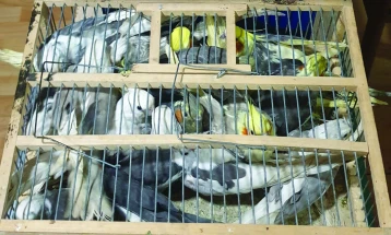 Customs officers seize illegal parrots