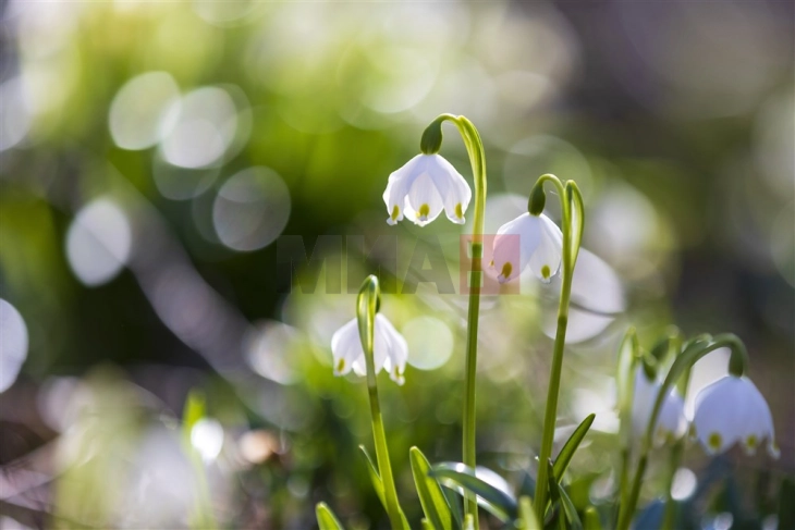 Mot me diell me vranësira të vogla deri në mesatare, temperatura deri në 16 gradë