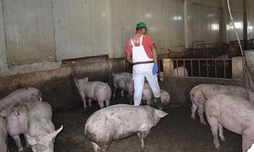 Работилница: Ако малите фарми не ги применат биосигурносните мерки против африканска чума, земјава може да остане без свинско месо