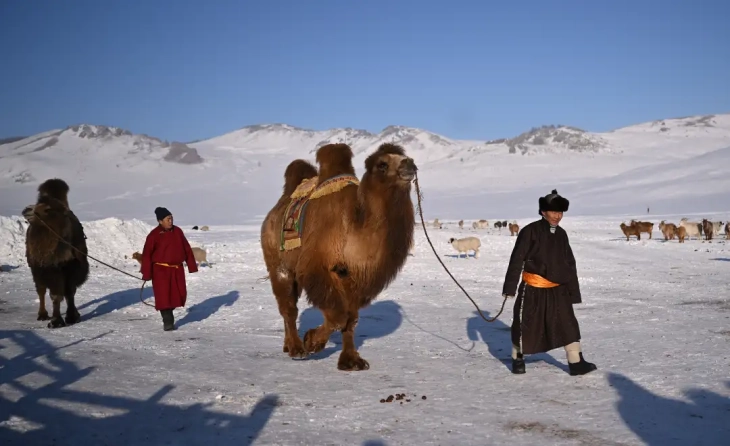 Nga dimri ekstrem në Mongoli ngordhën më shumë se dy milionë kafshë