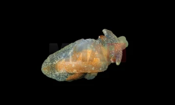 Досега непознато морско суштество откриено во британските води