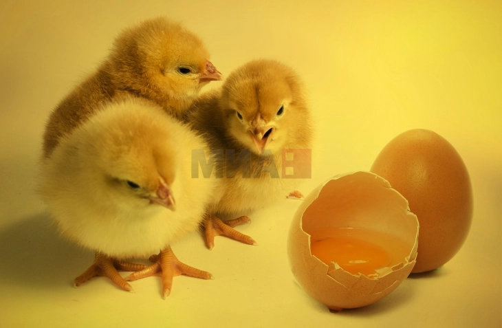 Според науката, јајцето е постаро од кокошката