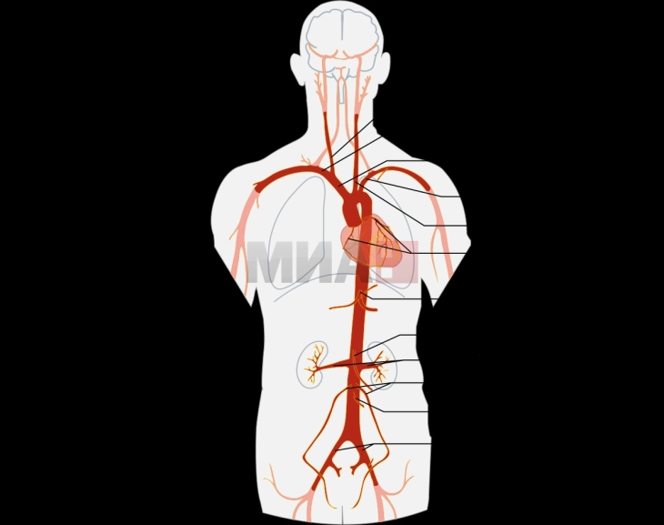 Аортата доби статус на посебен орган во човековото тело