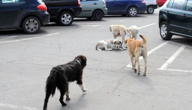 Општина Велес ќе ги контролира сите сомнителни пријави од граѓани за каснување од куче