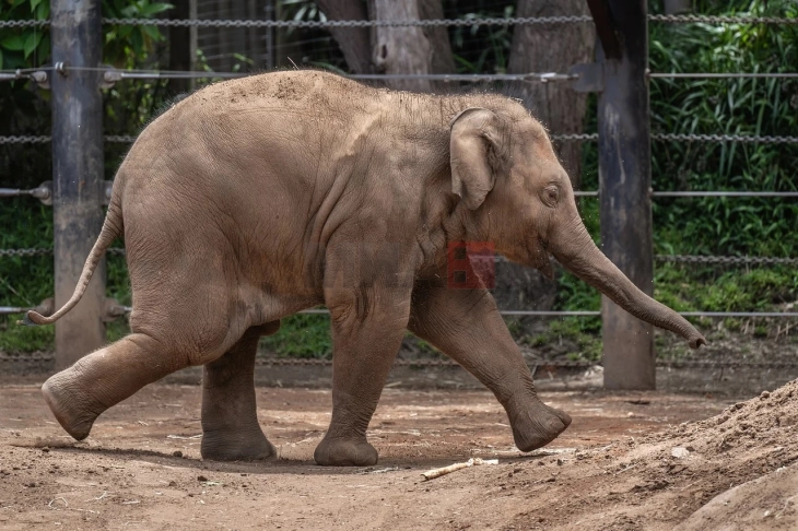 И азискиот слон ги закопува своите угинати младенчиња