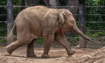 И азискиот слон ги закопува своите угинати младенчиња
