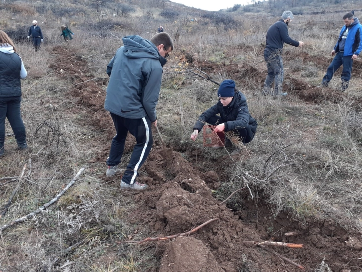 Ученици од Прилеп со акција за пошумување на дел од планината Селечка