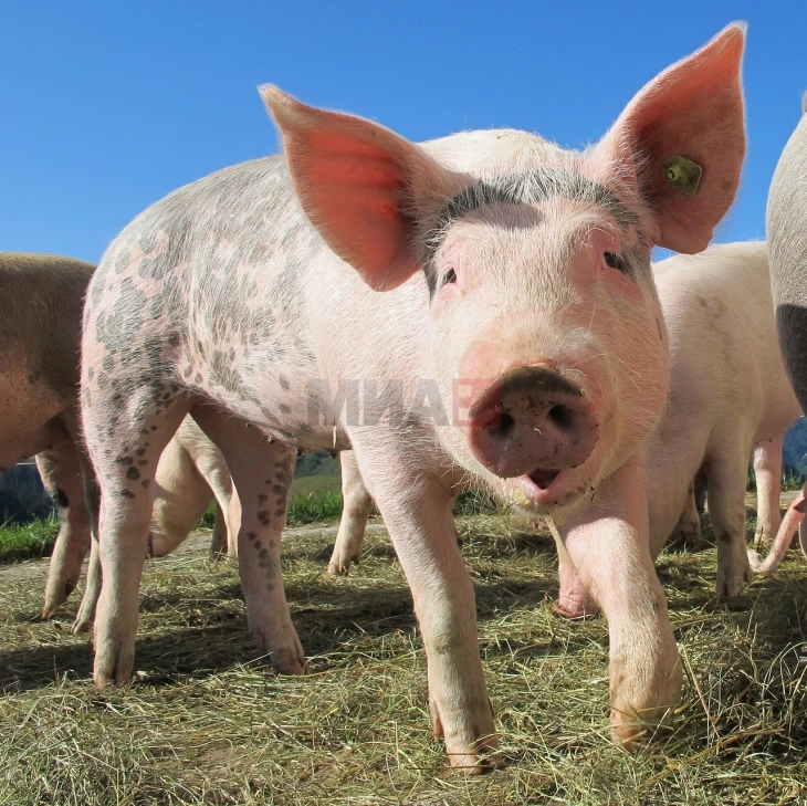 Американец доби модифициран бубрег од свиња, прво вакво пресадување во историјата