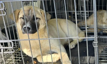 Почна акција за заловување и третман на кучиња скитници во општина Струга