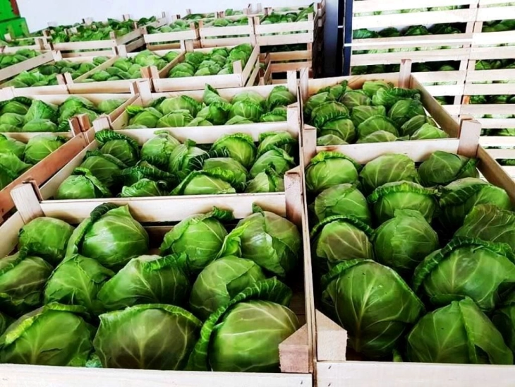 Пролетната зелка во струмичко се откупува за 40 денари за килограм, се извезува скоро во цела Европа
