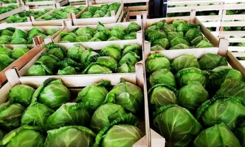 Пролетната зелка во струмичко се откупува за 40 денари за килограм, се извезува скоро во цела Европа