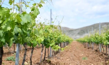 Поради климатските промени, 90 отсто од традиционалните вински региони ќе исчезнат