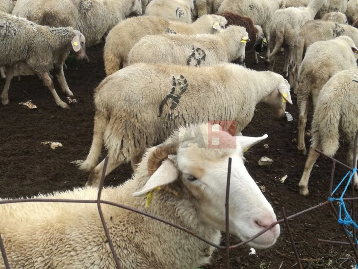 Намален бројот на овци и говеда, зголемен на свињите, козите и живината
