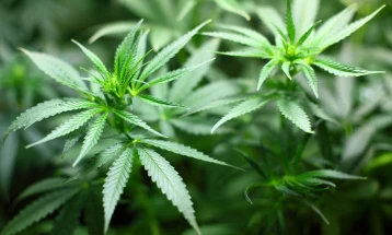 Limited legalization of cannabis takes effect in Germany