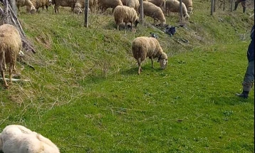 Дебарските сточари мака мачат да обезбедат овчари