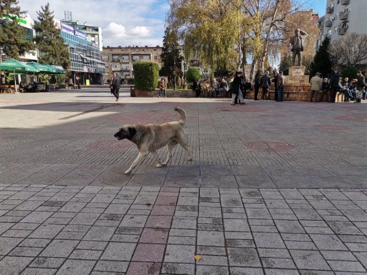 Кумановци ретко вдомуваат бездомни кучиња