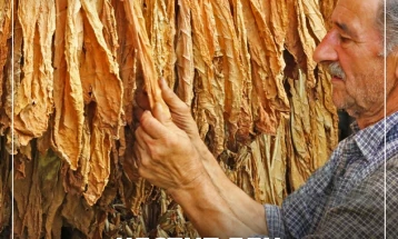 МЗШВ по повод Денот на тутунарите: Со нови мерки за зголемување на производството на тутун