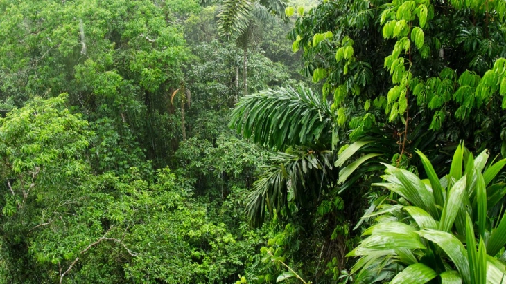 Бразил и Колумбија се водечки земји во спречувањето на уништувањето на амазонските прашуми