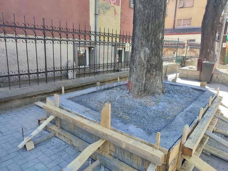 „Еко - живот“ реагира на бетон околу дрвја во центарот, од Општина Кавадарци велат ненамерно е и ќе се поправи 