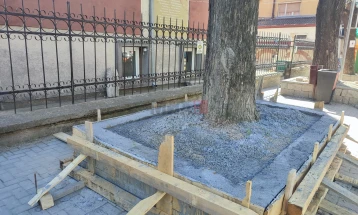„Еко - живот“ реагира на бетон околу дрвја во центарот, од Општина Кавадарци велат ненамерно е и ќе се поправи 