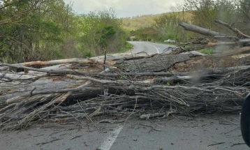 Паднато дрво го попречува сообраќајот на патот Делчево - Пехчево