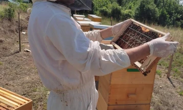 Паушални информации за пчеларење на социјалните мрежи, фалсификуваниот мед се уште актуелен проблем