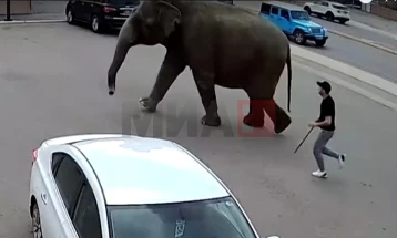 Слоница избега од циркус и се прошета низ град во САД