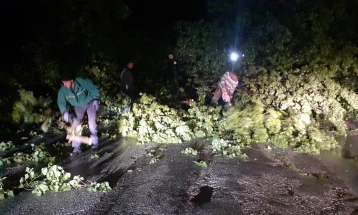 ЦУК: Паднато дрво на бул. „Александар Македонски“ во Автокоманда 