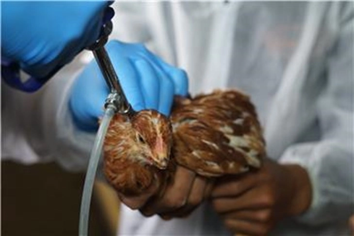 Првиот случај на птичји грип откриен на фарма во Австралија не е истиот вид како во САД